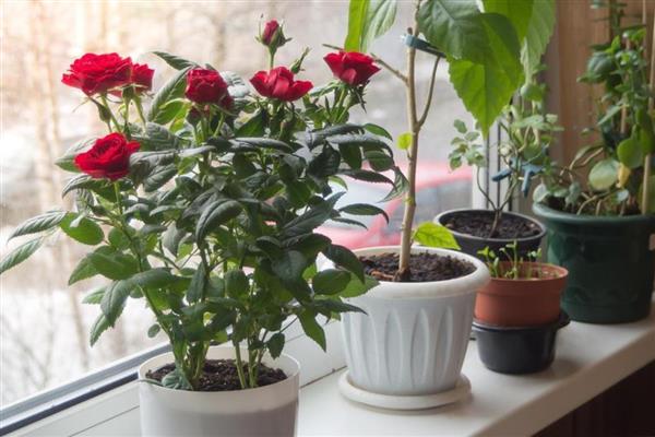玫瑰花如何养护，每隔半月施加一次稀薄的液肥