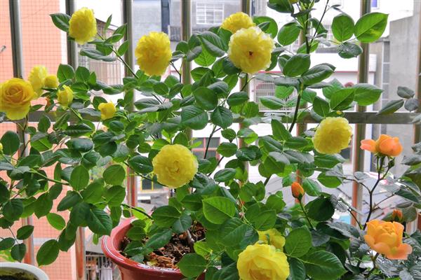 玫瑰花如何养护，每隔半月施加一次稀薄的液肥