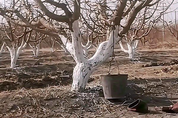 冬季果树涂白剂怎么使用，使用时要将涂白剂搅拌