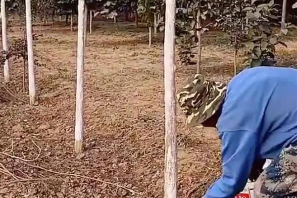 冬季果树涂白剂怎么使用，使用时要将涂白剂搅拌