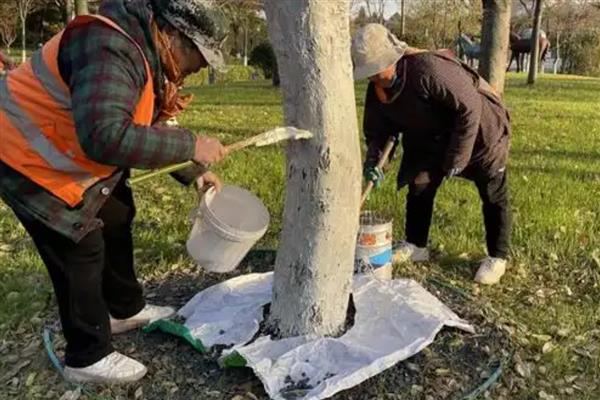 冬季果树涂白剂怎么使用，使用时要将涂白剂搅拌