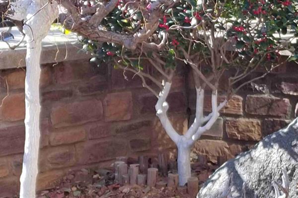 冬季果树涂白剂怎么使用，使用时要将涂白剂搅拌