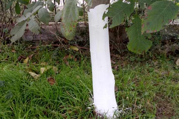 冬季果树涂白剂怎么使用，使用时要将涂白剂搅拌