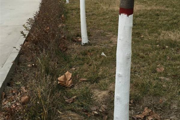 冬季果树涂白剂怎么使用，使用时要将涂白剂搅拌