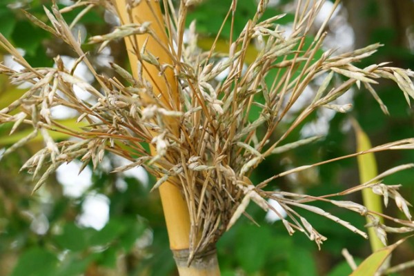 水养竹子叶子发黄怎么处理,需遮阴养护