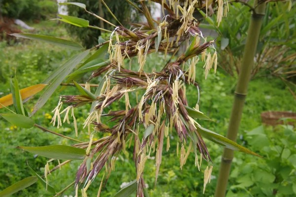 水养竹子叶子发黄怎么处理,需遮阴养护