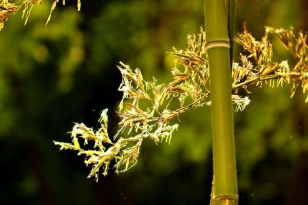 水养竹子叶子发黄怎么处理,需遮阴养护