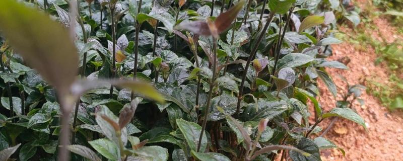 巴戟天的简介，属于茜草科常绿藤本植物