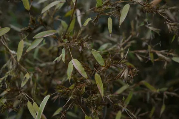 水养竹子叶子发黄怎么处理,需遮阴养护