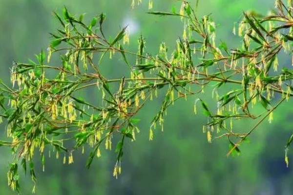 水养竹子叶子发黄怎么处理,需遮阴养护