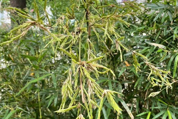 水养竹子叶子发黄怎么处理,需遮阴养护