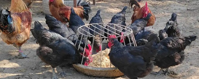 农村鸡舍怎么搭建，屋顶应该加盖稻草