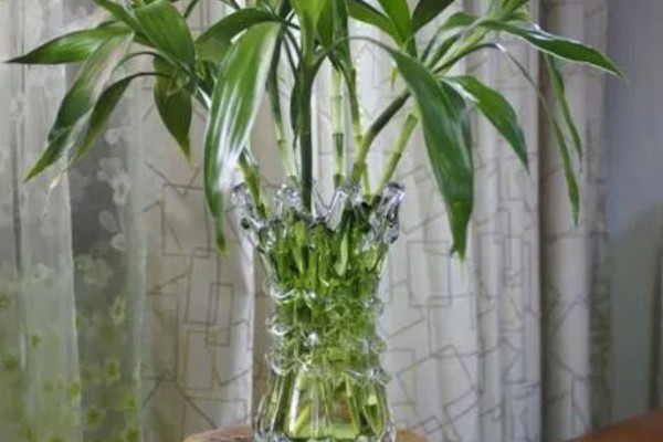 水养竹子叶子发黄怎么处理,需遮阴养护