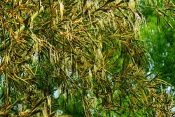 水养竹子叶子发黄怎么处理,需遮阴养护