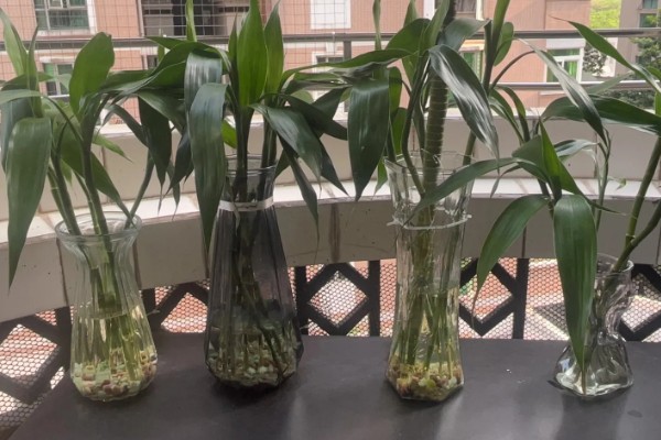 水养竹子叶子发黄怎么处理,需遮阴养护