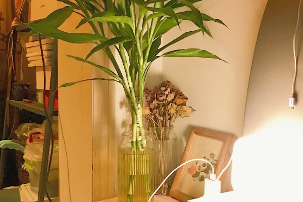 水养竹子叶子发黄怎么处理,需遮阴养护