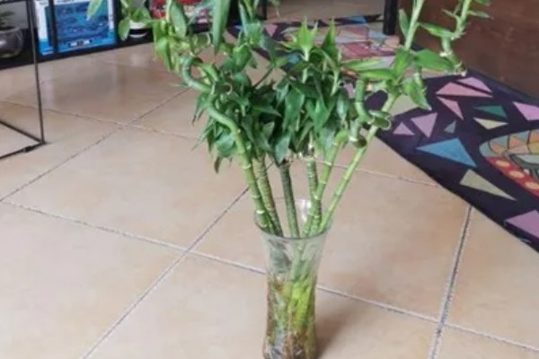 水养竹子叶子发黄怎么处理,需遮阴养护