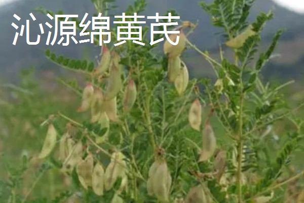 山西省沁源县的特产，有连翘、绵黄芪等