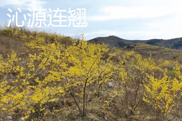 山西省沁源县的特产，有连翘、绵黄芪等