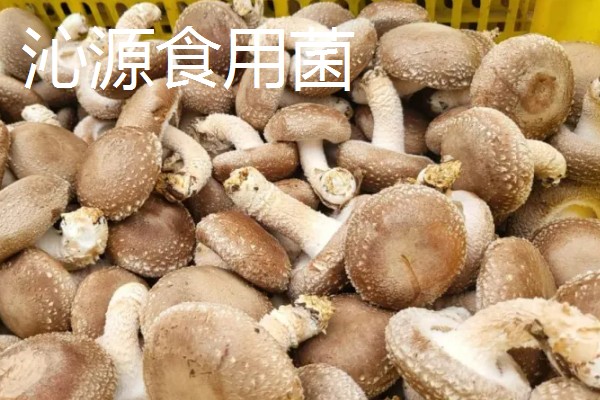 山西省沁源县的特产，有连翘、绵黄芪等