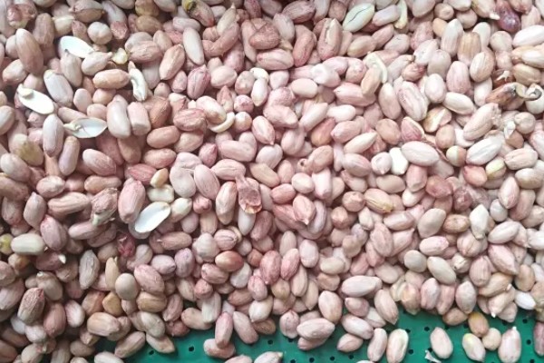 花生播种后腐烂的原因及处理方法，可能是种子质量问题所致