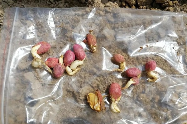 花生播种后腐烂的原因及处理方法，可能是种子质量问题所致