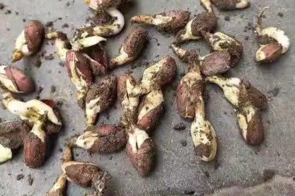 花生播种后腐烂的原因及处理方法，可能是种子质量问题所致
