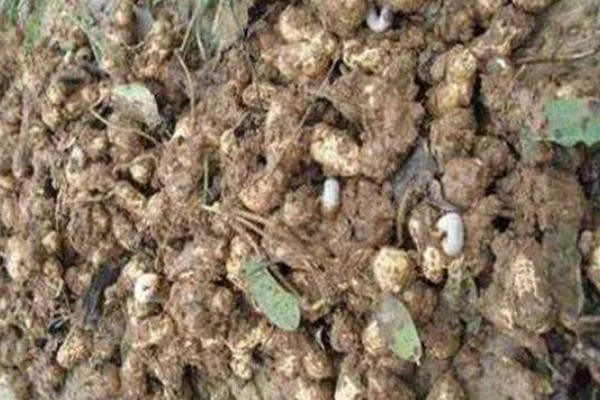 花生播种后腐烂的原因及处理方法，可能是种子质量问题所致