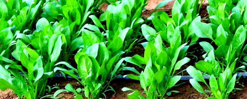菠菜的播种方法，撒播后覆盖草木灰