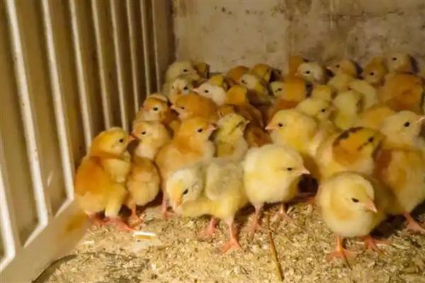 小鸡啄破小洞多长时间可以出壳,要经过5-12小时左右