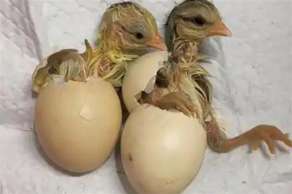 小鸡啄破小洞多长时间可以出壳,要经过5-12小时左右