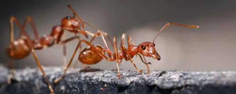 蚂蚁是不是动物，属于昆虫纲膜翅目动物