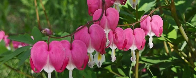 院子背阴处适合种什么植物，荷包牡丹、绣球花等品种是适宜选择