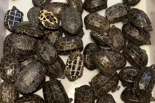 3-4厘米的草龟怎么养，将水温保持22-28℃