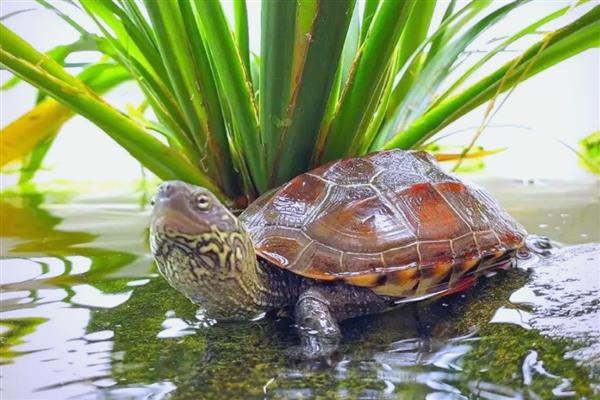 3-4厘米的草龟怎么养，将水温保持22-28℃