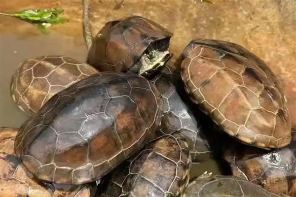 3-4厘米的草龟怎么养，将水温保持22-28℃