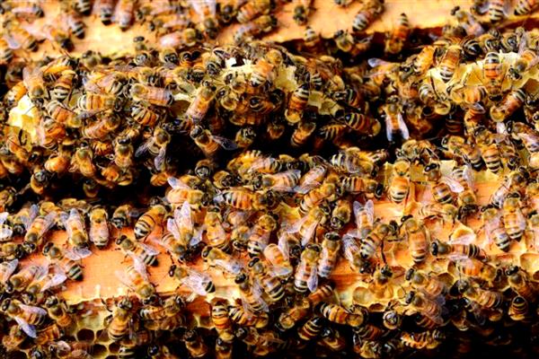 蜜蜂多久才能分蜂一次，一年分蜂一次