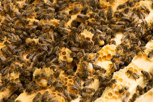 蜜蜂多久才能分蜂一次，一年分蜂一次