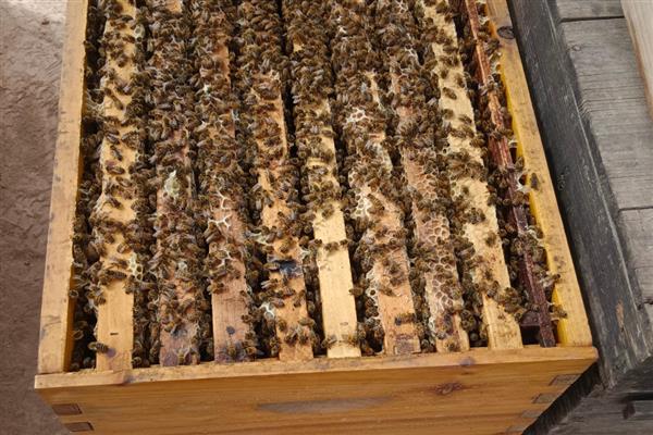 蜜蜂多久才能分蜂一次，一年分蜂一次