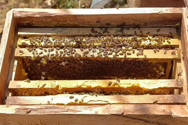 蜜蜂多久才能分蜂一次，一年分蜂一次