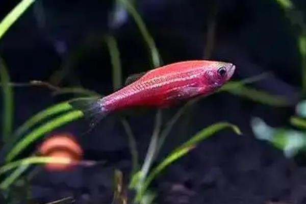 斑马鱼几天不喂会饿死，看它们处于哪个生长的阶段