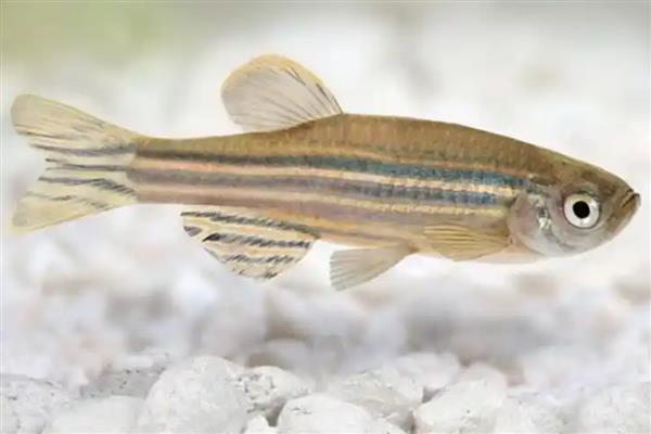 斑马鱼几天不喂会饿死，看它们处于哪个生长的阶段