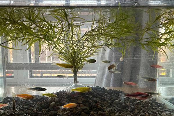 斑马鱼几天不喂会饿死，看它们处于哪个生长的阶段