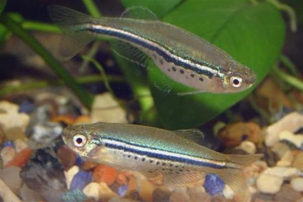 斑马鱼几天不喂会饿死，看它们处于哪个生长的阶段