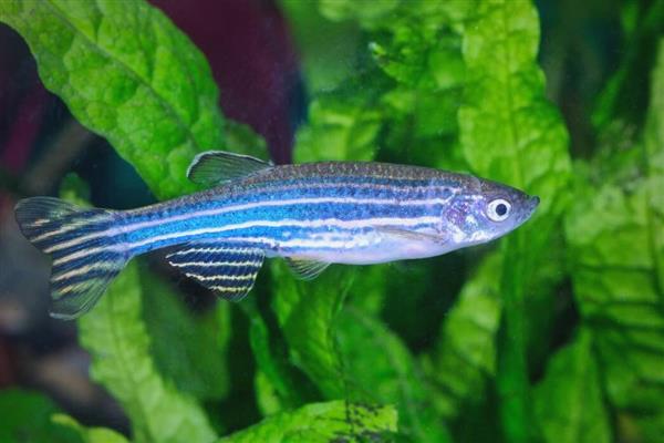 斑马鱼几天不喂会饿死，看它们处于哪个生长的阶段