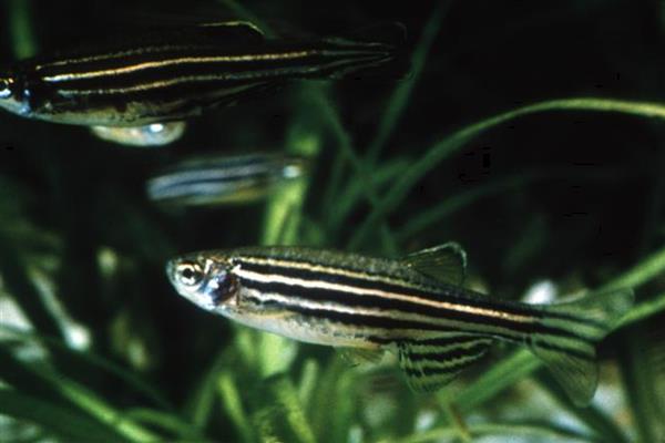 斑马鱼几天不喂会饿死，看它们处于哪个生长的阶段