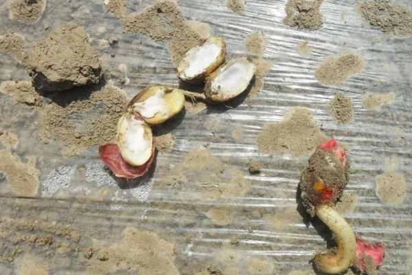 花生播种后腐烂的原因及处理方法，可能是种子质量问题所致