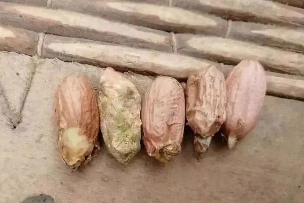 花生播种后腐烂的原因及处理方法，可能是种子质量问题所致