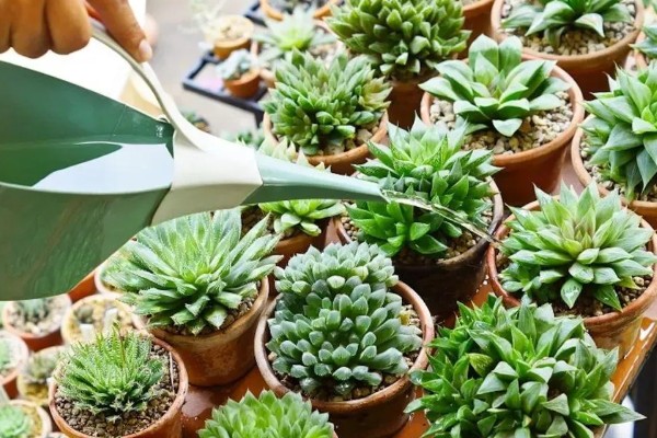 多肉植物的栽培方法，栽种前要检查根系的生长状态