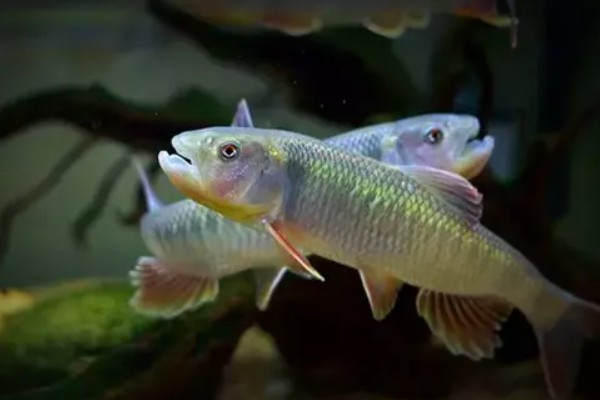 马口鱼一年可以繁殖几次,一年可多次产卵